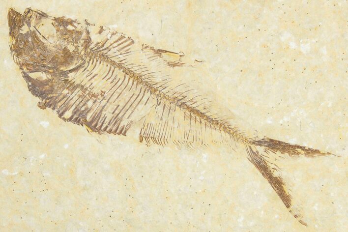 Bargain, Fossil Fish (Diplomystus) - Wyoming #348070
